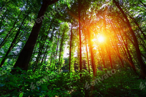 Preview: Beautiful Green Forest