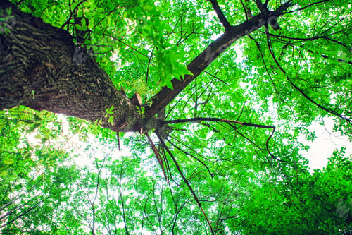 Preview: Forest Trees Nature Green Wood Sunlight Backgrounds