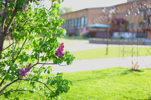 Visualização: Landscaped Area With Green Spaces, Plants, Tree In Focus Blooming Summer Or Spring