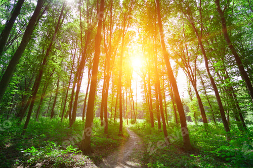 Preview: Beautiful Green Forest