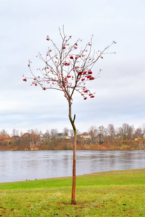 Preview: Rowanberry Tree With Red Berries In Autumn Park.