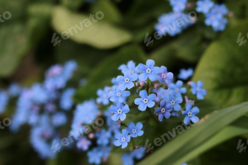Preview: Spring Macro Leaf And Flower Of New Life