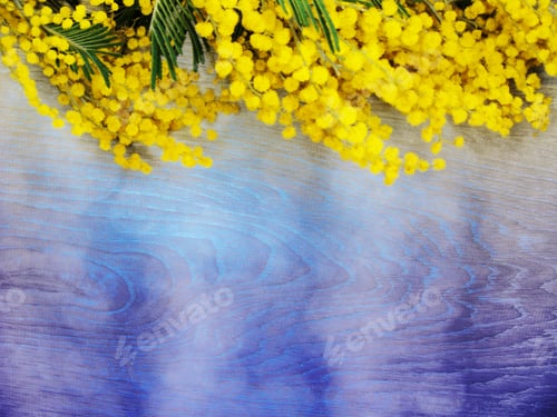 Preview: Mimosa Yellow Flowers Bush Floral Spring Background 8 March Greeting Card