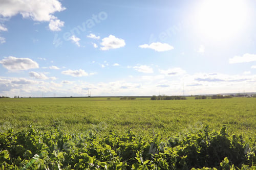 Preview: Landscape Is Summer. Green Trees And Grass In A Countryside Landscape. Nature Summer Day. Leaves On