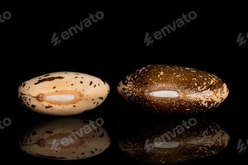 Preview: Group Of Two Whole Speckled Brown Bean Pinto Isolated On Black Glass