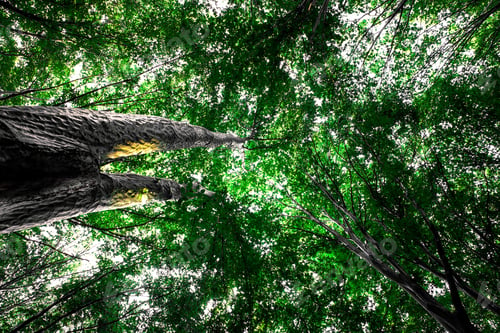 Preview: Forest Trees Nature Green Wood Sunlight Backgrounds
