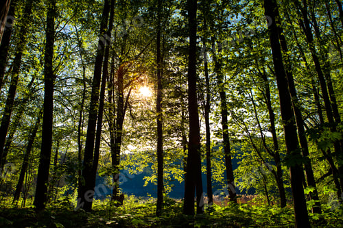 Preview: Beautiful Green Forest