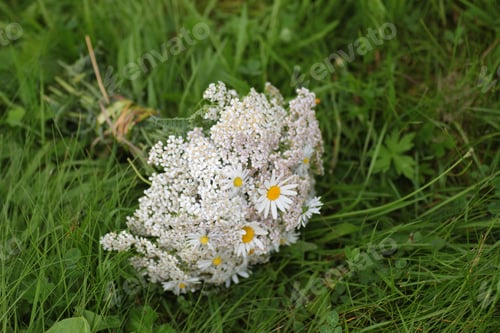 Preview: Bouquet Of White Wildflowers