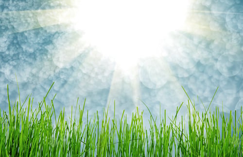 Preview: Green Grass