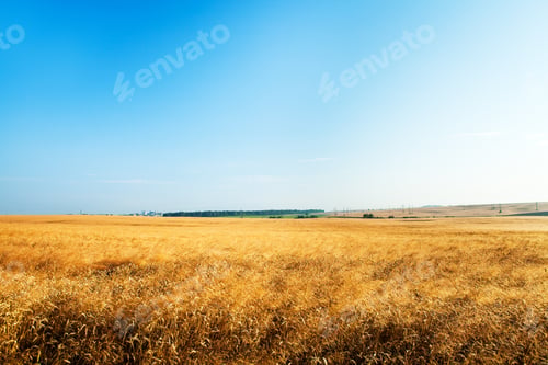 Preview: Green Grass Under Blue Sky