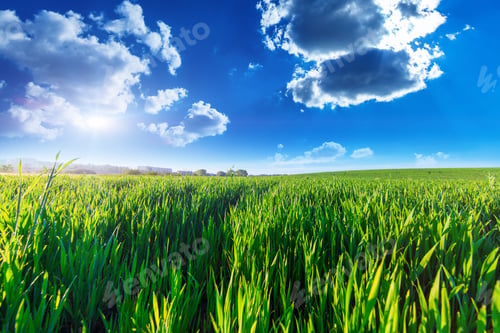 Preview: Green Field And Beautiful Sunset