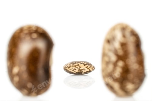 Preview: Group Of Three Whole Speckled Brown Bean Pinto Back Focus Isolated On White Background