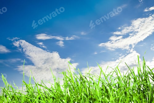 Preview: Field Green Grass Isolation On The Sky Backgrounds