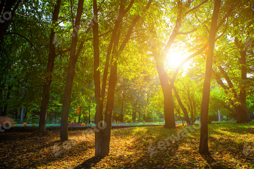 Preview: Beautiful Green Forest
