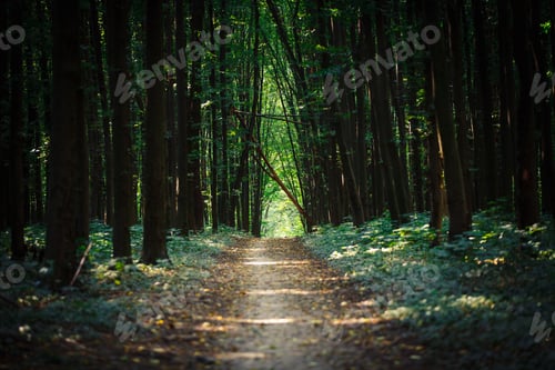 Preview: Beautiful Green Forest