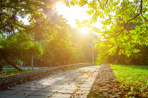 Preview: Beautiful Green Forest