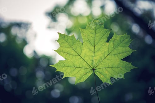 Preview: Forest Trees Leaf. Nature Green Wood Sunlight Backgrounds