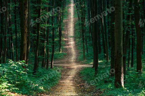 Preview: Beautiful Green Forest
