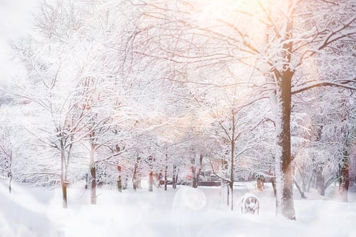 Preview: Winter Landscape. Forest Under The Snow. Winter Park.