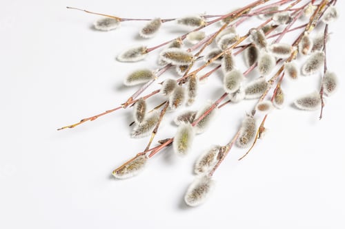 Preview: Sprig Of Willow Isolated On White Background. Willow Seals, Fluffy Buds. Happy Easter Concept