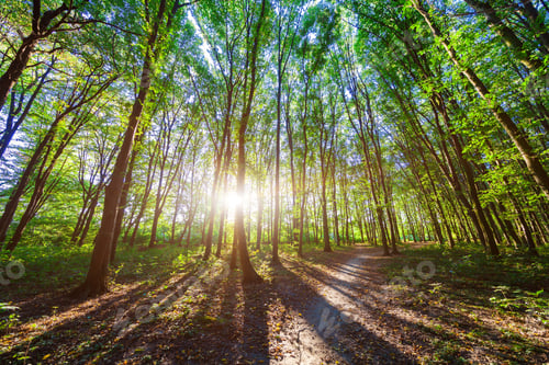 Preview: Beautiful Green Forest