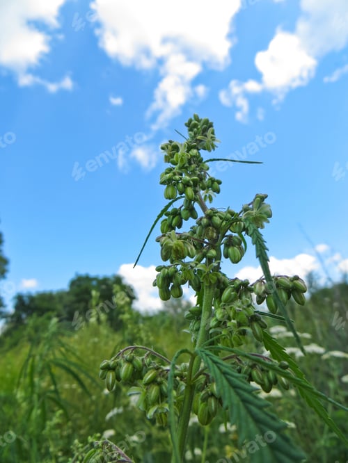 Preview: Close Flowers Of The Cannabis Plant