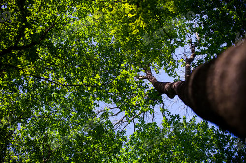 Preview: Forest Trees
