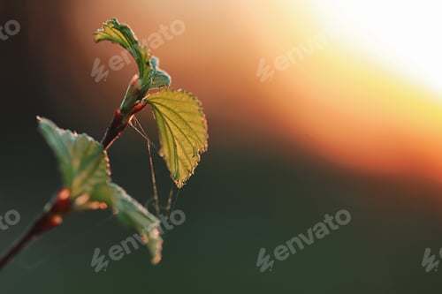 Preview: Spring Fresh Leaves On A Tree Sunset
