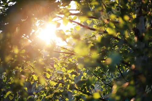 Preview: Bright Spring Greens At Dawn In The Forest. Nature Comes To Life In Early Spring.