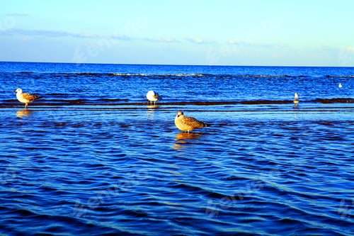 Preview: Nature Seascape With Seagull In Blue Sky