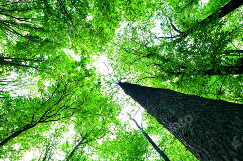 Preview: Forest Trees