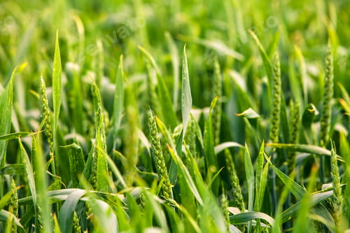 Preview: Beatiful Morning Green Field With Blue Heaven