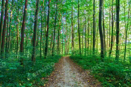 Preview: Beautiful Green Forest