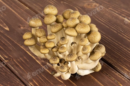 Preview: Lot Of Whole Fresh Brown Buna Shimeji Mushroom On Brown Wood