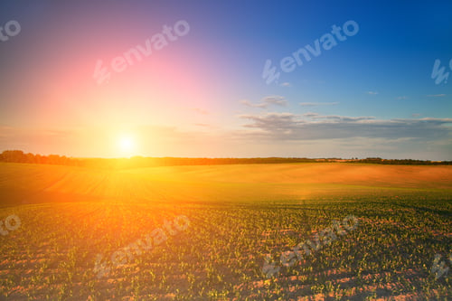 Preview: Green Field And Beautiful Sunset