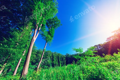 Preview: Forest Trees Nature Green Wood Sunlight Backgrounds