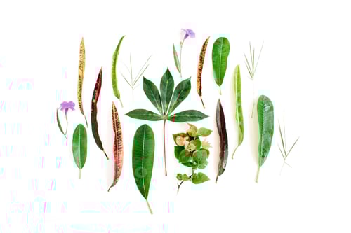 Visualização: Padrão de pétalas vermelhas e verdes em fundo branco. Flat Lay.