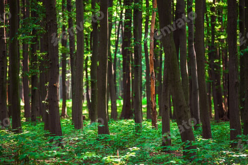 Preview: Beautiful Green Forest