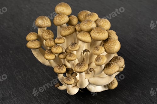 Preview: Lot Of Whole Fresh Brown Buna Shimeji Mushroom On Grey Stone