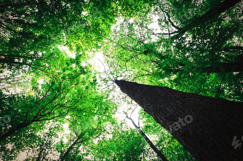 Preview: Forest Trees Nature Green Wood Sunlight Backgrounds