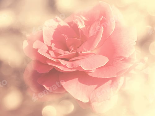 Preview: Rose Flower Background Love Wedding Card With Blurs Lights