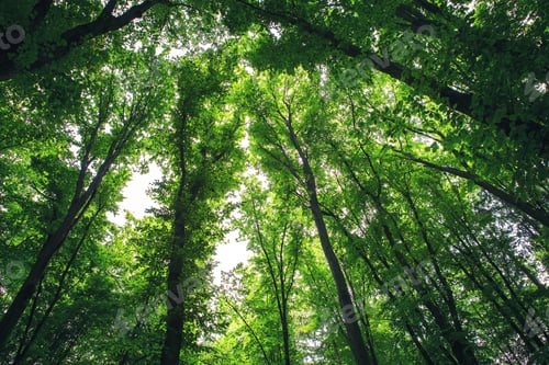 Preview: Forest Trees Nature Green Wood Sunlight Backgrounds