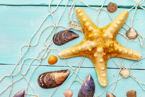 Preview: Seashells Summer Background. Lots Of Different Seashells Piled Together, Mussels, Starfish, Fishnet