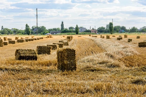 Preview: Bales Of Straw At Agricultural Field. Agricultural Concept