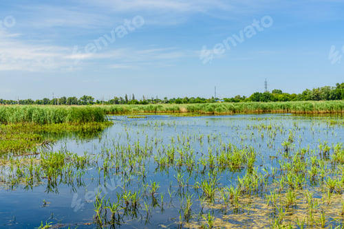 Preview: View On A Small Lake At Summer