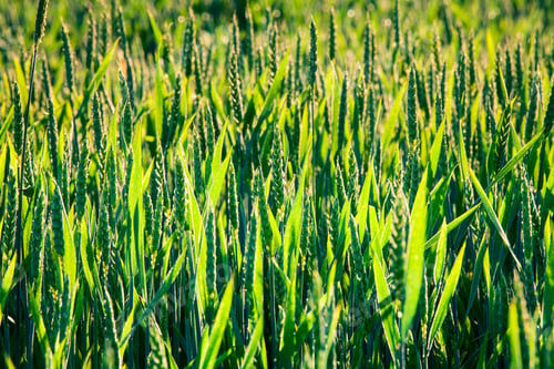 Preview: Wheat Field