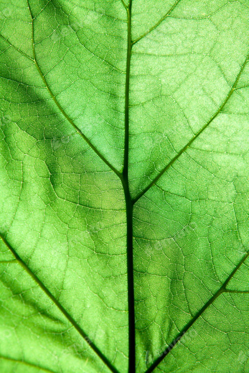 Preview: Macro Green Leaves