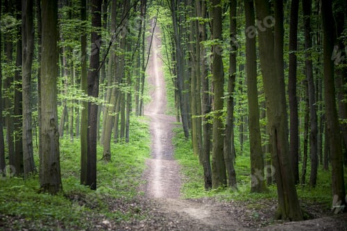 Preview: Beautiful Green Forest