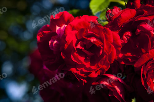 Preview: Red Roses Close Up. Background.