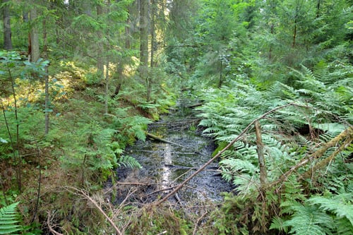 Preview: Ditch In Forest At Summer Day In The Karelian Isthmus, Russia.